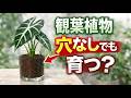 【観葉植物】穴のない容器で育てると、こうなります