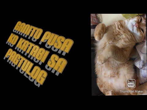 paano-matulog-ang-pusa-at-ako-||-how-my-cat-sleeps-with-me?