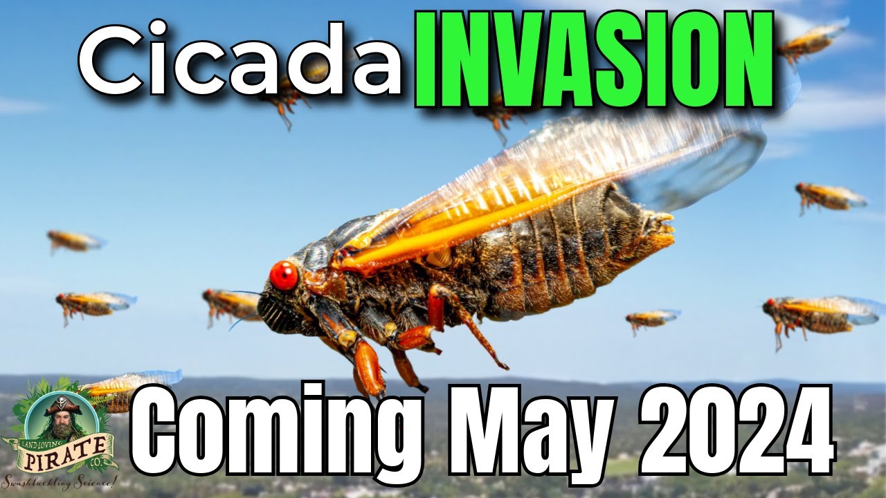 Here's what to know about the billions of cicadas Brood X that will soon be emerging | Just the FAQs