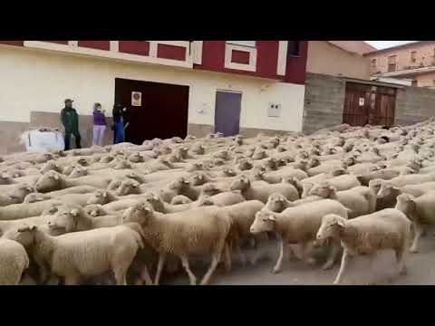 Trashumancia Ruidera Noticia Informativos 23/11/2020