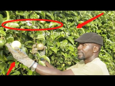 Video: Je, matunda ya mti wa sitroberi yanaweza kuliwa?