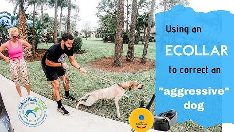 Using an ecollar to correct an "aggressive" dog