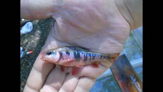 Becoming an Ichthyologist