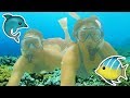 Snorkeling on Oahu || Honeymoon in Hawaii!!