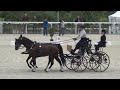 Anna sandmann ger fei chmah2 le pin au haras france dressage 29092023