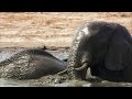 Benefits of Mud for Herbivores