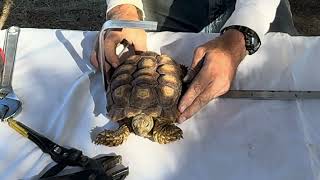The Asha Project–Episode 2 Pioneering Hope Building A Custom Shell Brace For A Tortoise#nevergiveup