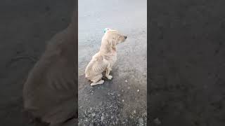 Graphic 60 Dogs Brutally Tortured & Killed By Employees Of Russian Shelter