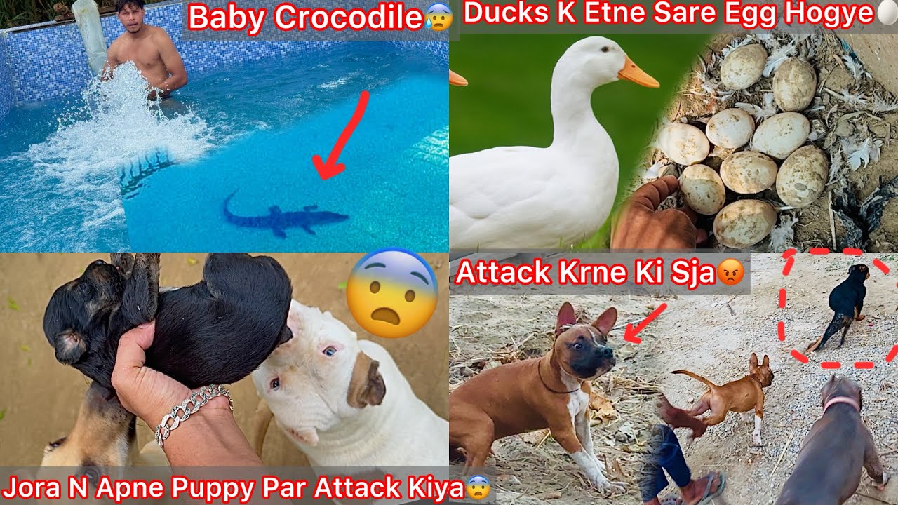 Swimming Pool Mai Baby Crocodile Ki Entry🐊|| Jora N Apne Puppy Par Atack Kiya😨Milk Nhi Pelaya🐶