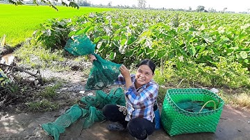 Vợ Chồng Miền Tây Bẫy Ếch Đồng Sau Bảo Số 5 Và Kết Quả Cũng Kha Khá #sănbắtchâuđốc