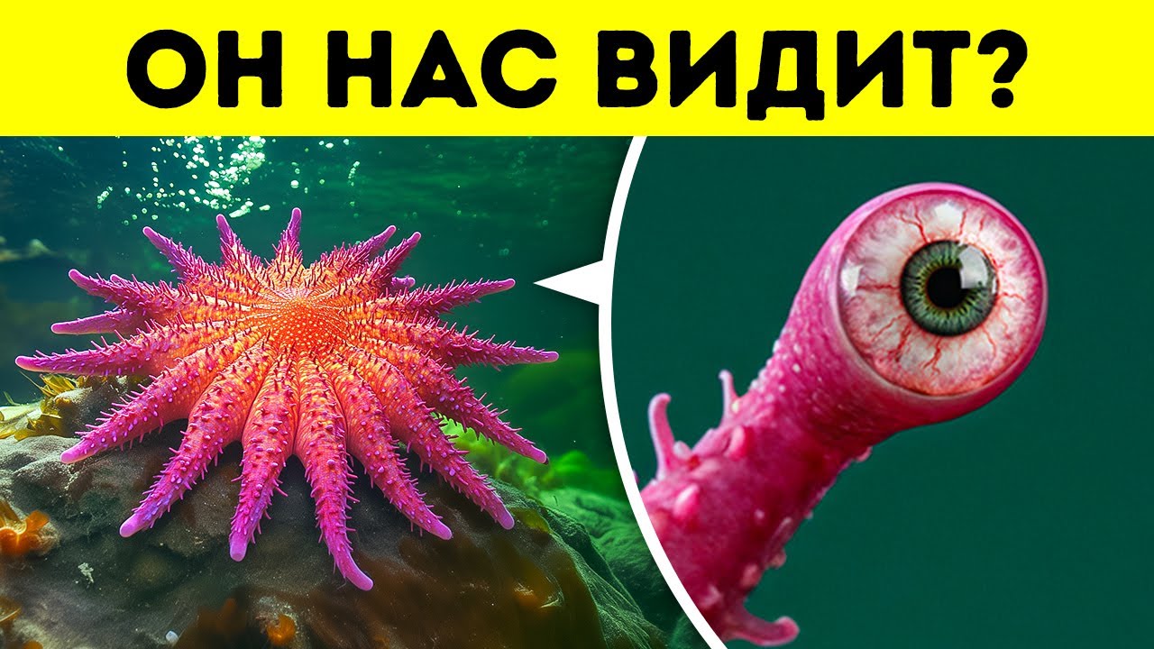 100 фактов о животных, которые я обнаружил в тёмных уголках интернета