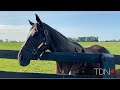 Zenyatta and Her Candy Ride Filly at Lane's End Farm