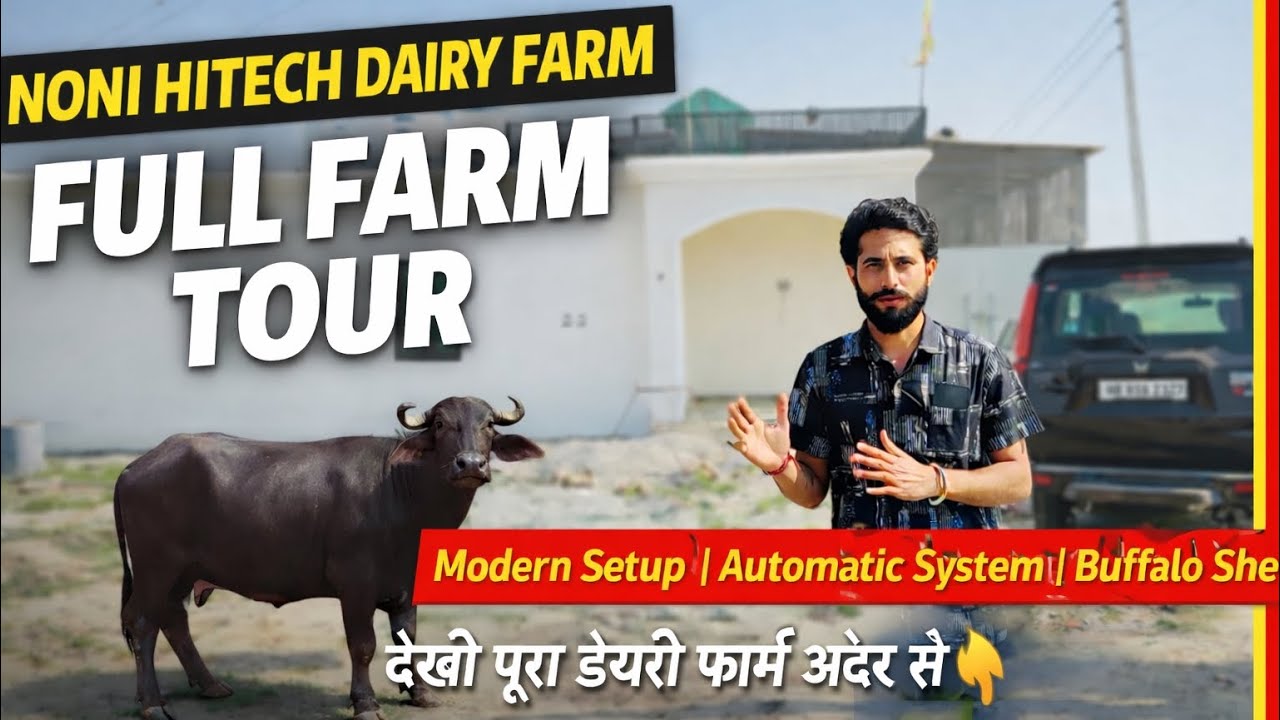 Noni hitech dairy farm