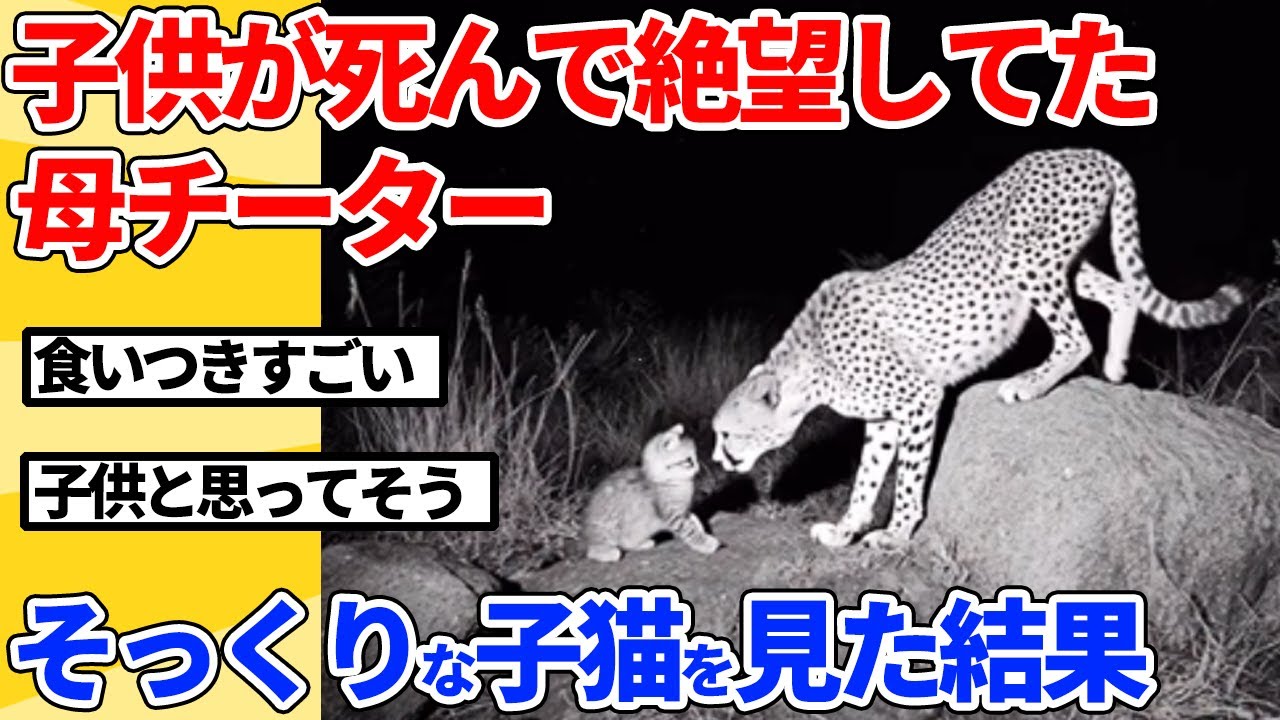 【2ch動物スレ】我が子が死んで絶望してた母チーター→そっくりな子猫を見つけた結果