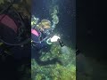 Ever tried finding a nudibranch without a dive light? Because same. 😅 #scubadiving #nudibranch #dive