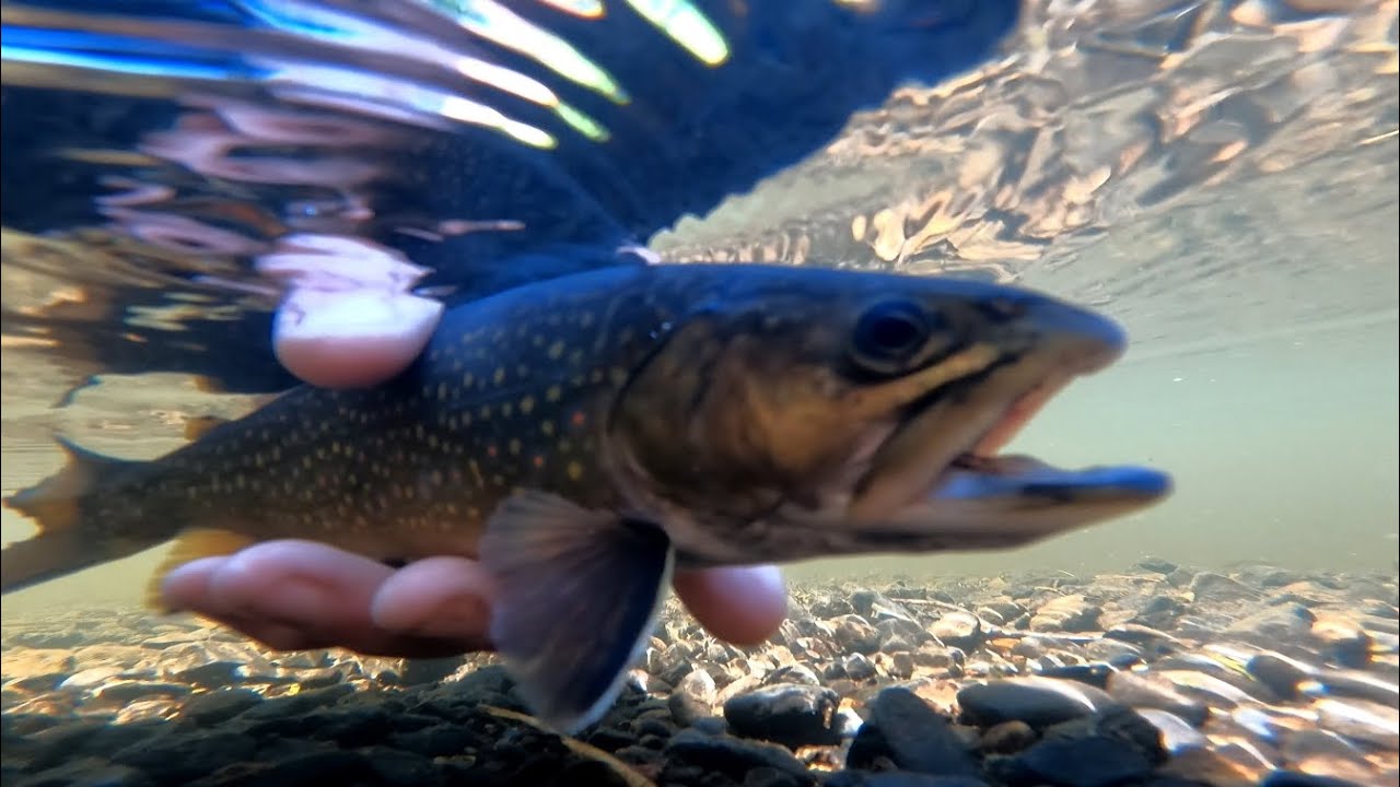 Small brook fishing 🎣 for trout New Brunswick Canada 🇨🇦 YouTube