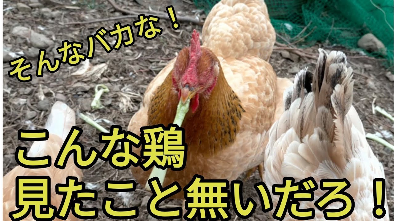 【こんな鶏見たことないだろ！？】巨大化してしまった鶏の末路！