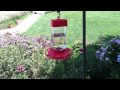 Attack of the Humming Birds