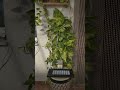 Generative ambient with Pocket Scion and a Pothos