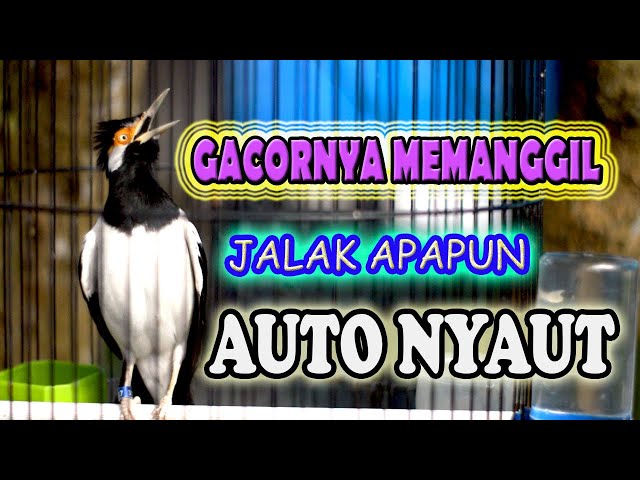 JALAK GACOR, JALAK SUREN GACOR MOMPA class=