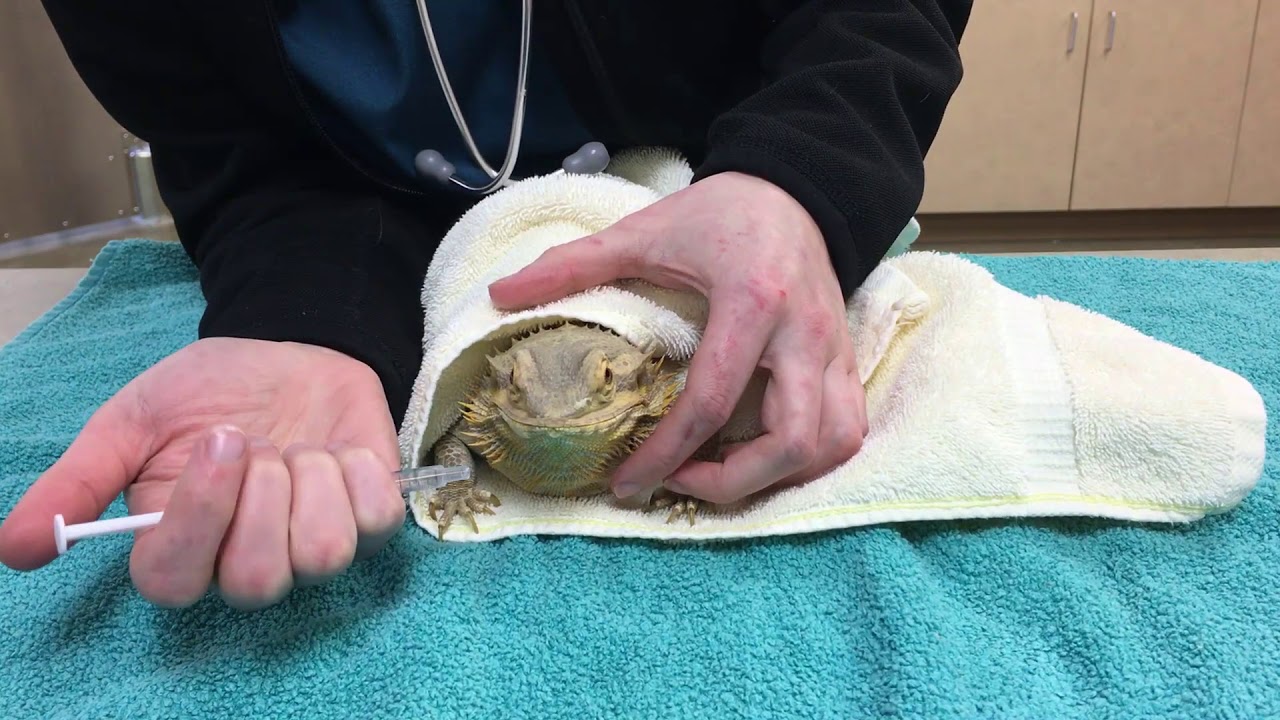 How to give oral medications to a Bearded Dragon YouTube