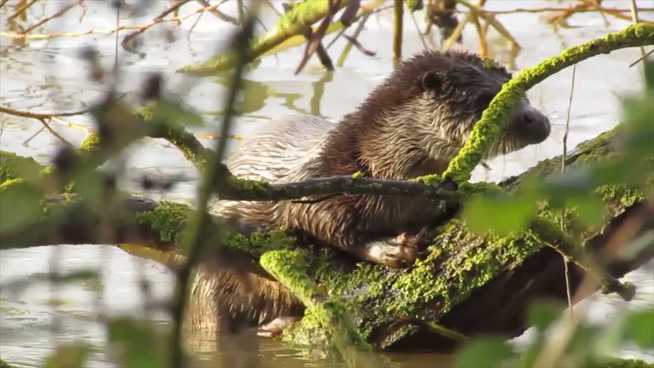 Ferry Meadows Walks 2020-2021 Best Bits Compilation
