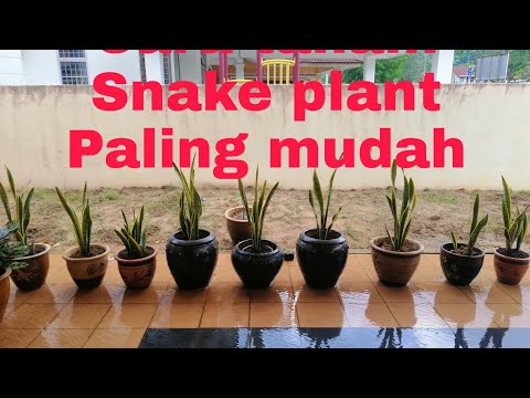 Video: Penstemon Tumbuhan Lidah Janggut: Petua Untuk Menanam Penstemon