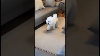 5 lý do để nuôi chó bichon. Lý do 3