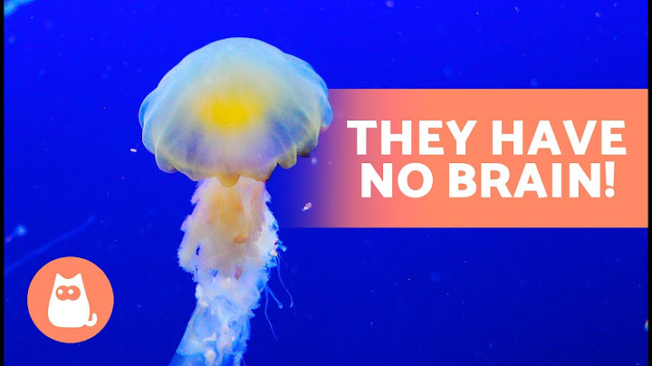 10 FACTS About JELLYFISH That Will SURPRISE You 😱