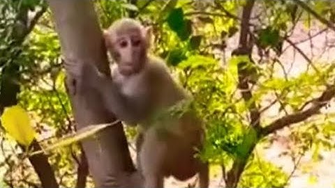 A monkey climbs 6 m on a 60 m pole in 1 minute and slides 3 m in another 1 minute. In how many mi...