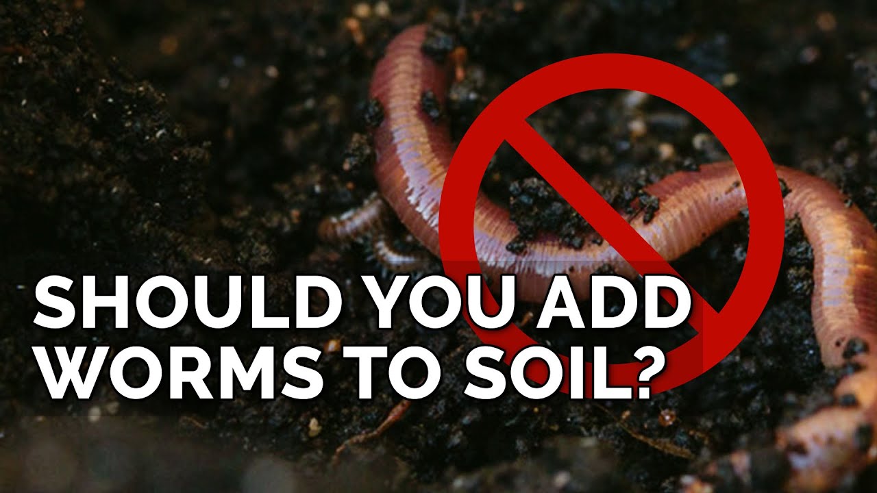 Adding Worms To Bad Soil Won't Fix It. Here's Why