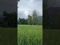 "Peace begins where nature starts" # Nature # Video # mystic# edits # youtube # trending # shorts