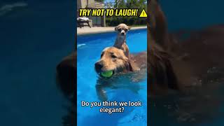 The ultimate funny dog compilation with the perfect beat.  🐕💨#funnydogvideos #dogfails#viralduet