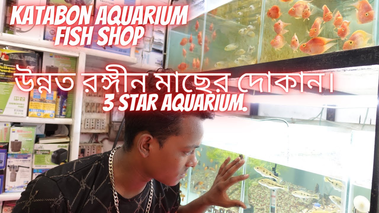 katabon fish shop Colour fish price Katabon YouTube