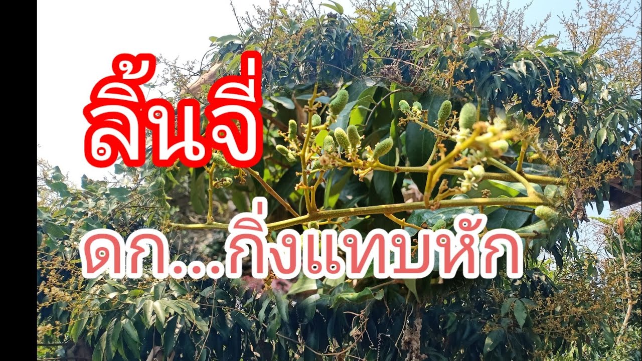 วิธีบำรุงลิ้นจี่ติดลูกดกด๊กดกไปดูกันเลย