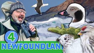 TUNDRA Lifers! Birding the Irish Loop NEWFOUNDLAND—Winter Avalon Peninsula