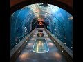 360 Walk Through Shark and Fish Tunnels Newport Aquarium