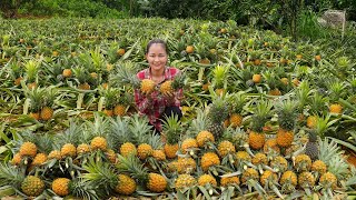 Harvesting Pineapple Goes To Market Sell | Cook delicious pineapple dishes for the children