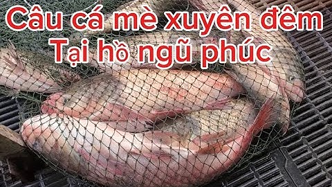 Câu cá mè xuyên đêm tại hồ ngũ phúc