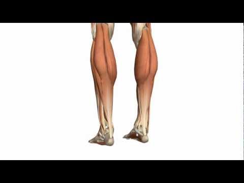 Muscles of the Leg - Part 1 - Posterior Compartment - Anatomy Tutorial