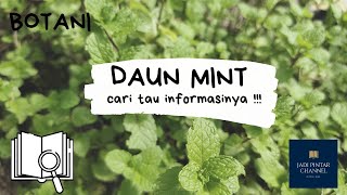 [Botani] Ciri-Ciri, Kandungan, Manfaat, Klasifikasi Daun Tanaman / Tumbuhan Mint (Mentha piperita) !