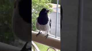 Butcher Bird Mimicking. Brilliant.