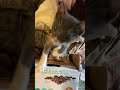 Austin Animal Center Foster Kittens