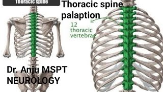 THORACIC SPINE PALPATION!!FINGER RULE METHOD!!