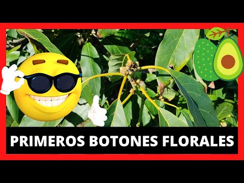 Video: Brotes en las plantas: identificar los botones florales y los botones foliares