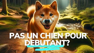 Shiba Inu as a first dog: good or bad idea?