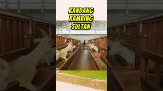 Kandang Kambing Sultan  Bersih Dan Mewah