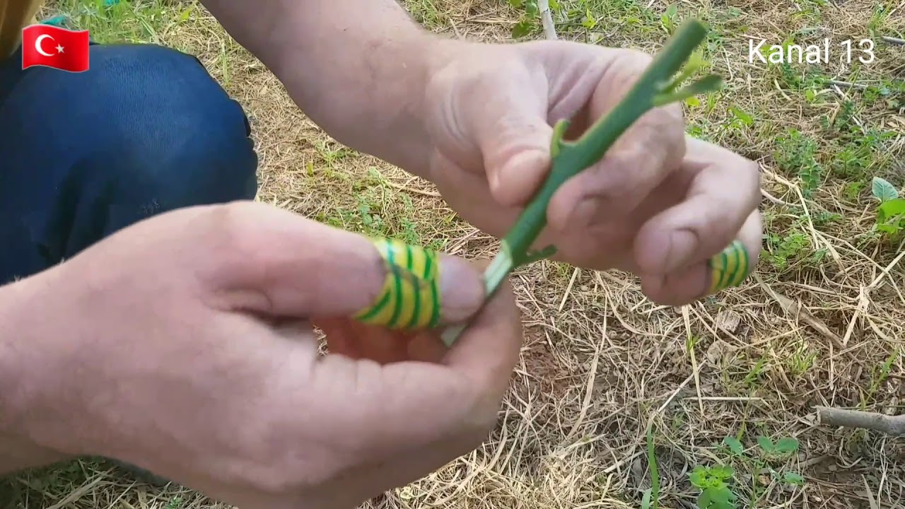Osmanlı Aşısı Meşhur Aşıcı Ali Kavuş Limon Portakal Mandalin aşısı Nasıl yapılır?4 Mart 2021 Kıbrıs.