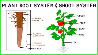 Plant Root System & Shoot System screenshot 2