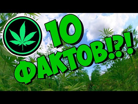 10 фактов о конопле, которых вы не знали! [Errors Seeds]